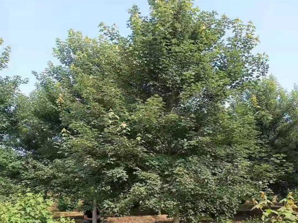 美国红枫